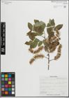 Foto von Salix glaucophylloides Fernald